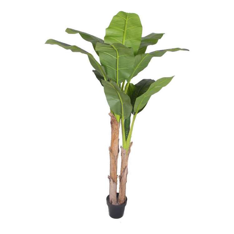 Botanica Banana Leaf Plant