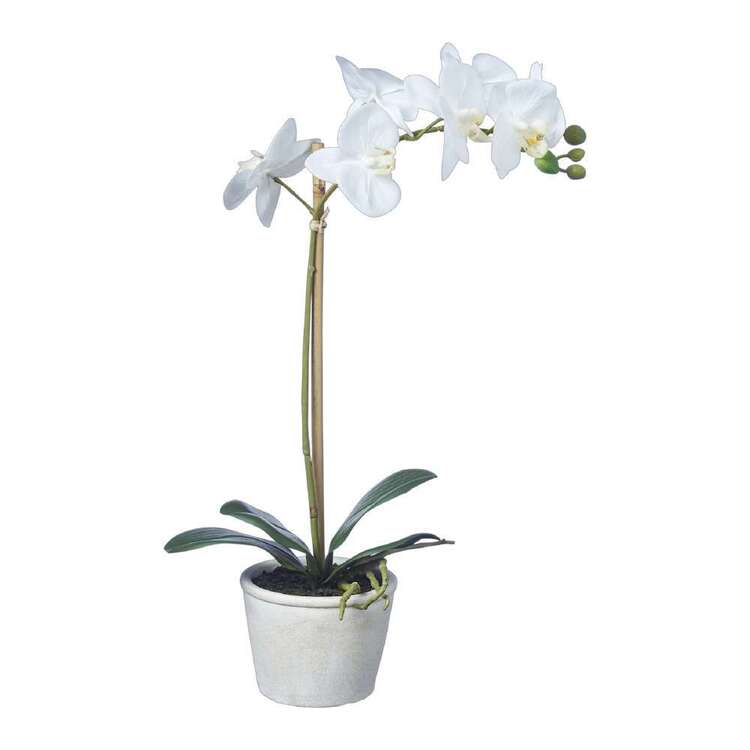 Emporium Real Touch Orchids With Pot