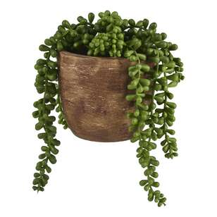 Living Space Succulent Beands In Pot Green 15 cm
