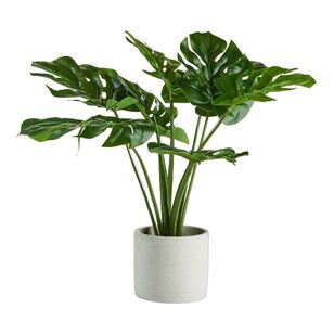 Living Space Monstera In Cement Pot Green 53 x 47 cm