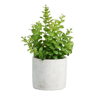 Living Space Apple Leaf In Cement Pot Green 40 x 34 cm