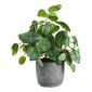 Living Space Mint Leaf In Cement Pot Green 28 x 33 cm