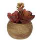 KOO Mini Succulents In Palm Bowl #1 Red 5 x 12 cm