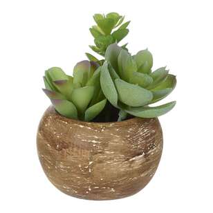 KOO Mini Succulents In Palm Bowl #2 Green 5 x 12 cm
