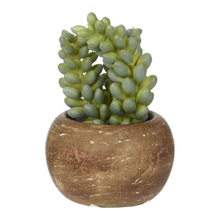 KOO Mini Succulents In Palm Bowl #3 Green 5 x 12 cm
