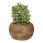KOO Mini Succulents In Palm Bowl #3 Green 5 x 12 cm