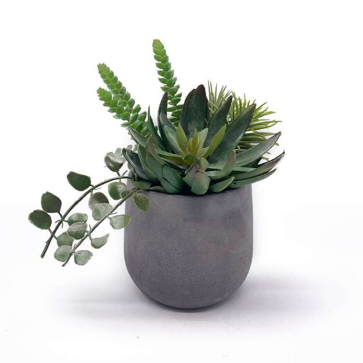 Succulent In Cement Pot Green 20 x 21 cm