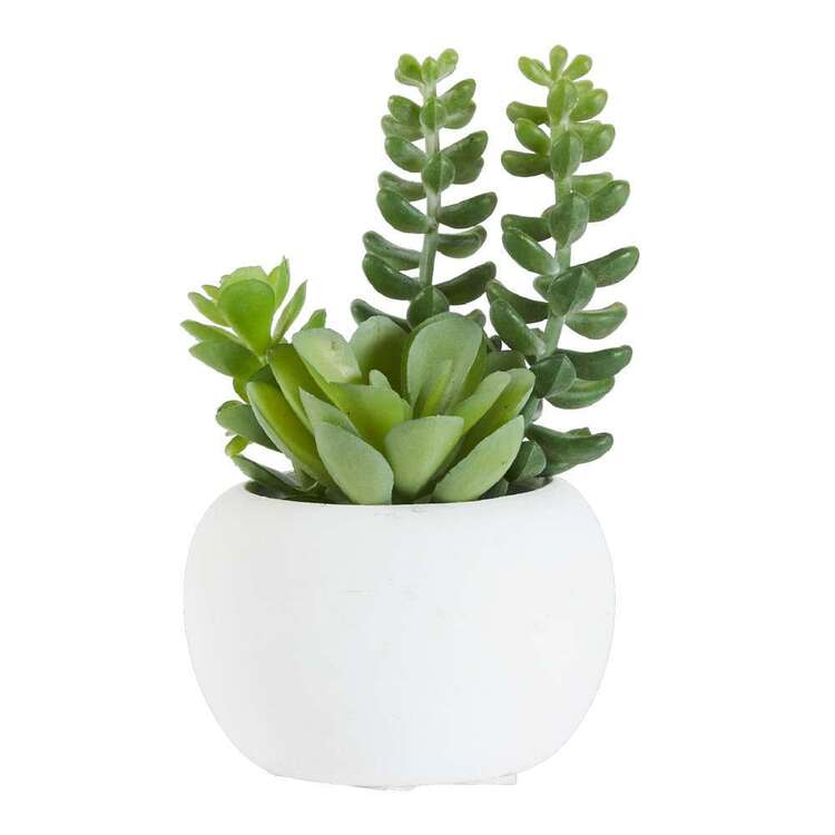 KOO Succulent In White Pot #2 Green 6 x 10 cm