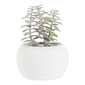 KOO Succulent In White Pot #3 Green 6 x 9 cm