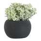 KOO Succulent In Black Pot #1 Green 9 x 8 cm