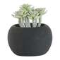KOO Succulent In Black Pot #2 Green 6 x 7 cm
