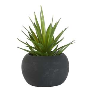 KOO Succulent In Black Pot #3 Green 8 x 11 cm