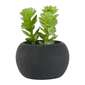 KOO Succulent In Black Pot #4 Green 6 x 7.5 cm
