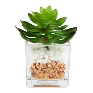 Succulent In Glass Vase #1 Green 24 x 13 cm