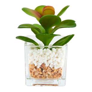 Succulent In Glass Vase #2 Green 24 x 13 cm
