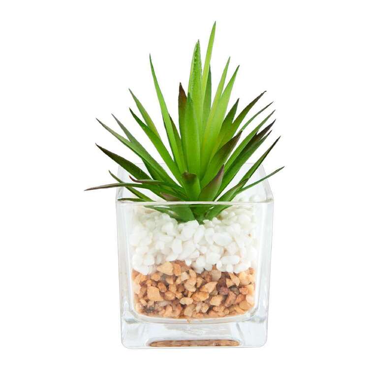 Succulent In Glass Vase #4 Green 24 x 13 cm