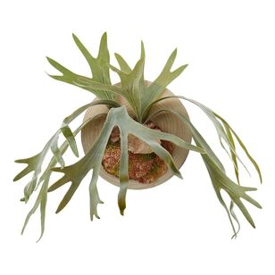 Rogue Staghorn Plate Green & Natural 68 x 45 x 63 cm